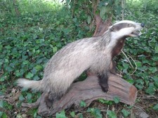 Full Mount BADGER on Log