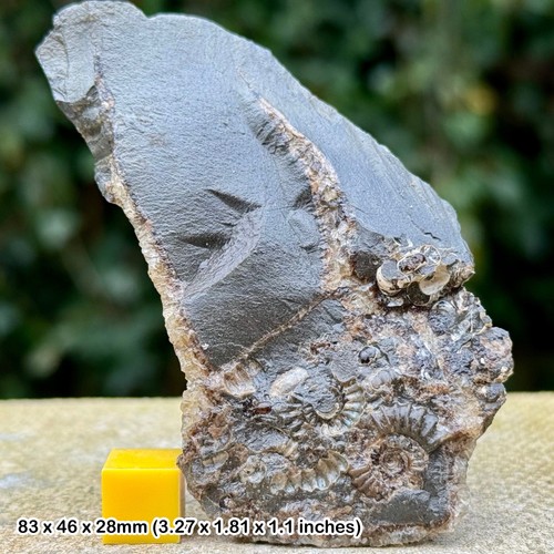 Genuine fossil promicroceras - fossil,