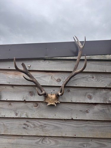 Highland red stag antlers - highland,