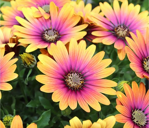 Osteospermum purple sun - purple,