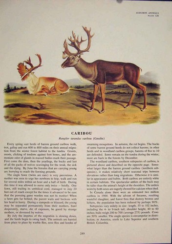 Original old antique print - original,