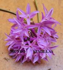 Purple tulbaghia society - purple,