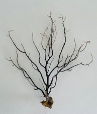 GENUINE NATURAL GORGONIAN SEA FAN FROM DORSETS JURRASIC COAST, (29/11B)4