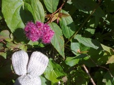 One Viburnum  plant at least 6