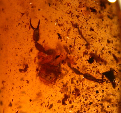 Pseudo scorpion with - , nice