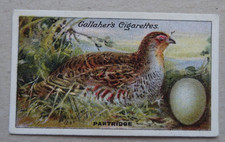 PARTRIDGE  BIRDS NESTS & EGGS