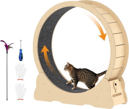 Cat exercise wheel - cat,