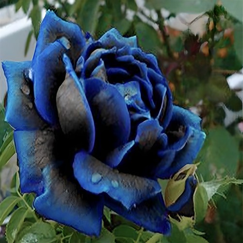 50pcs rose seeds garden - 50pcs,