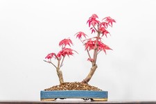 SALE! Deshojo Japanese Maple Bonsai - 22cm Matt Blue Dish ZT1497