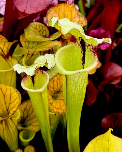 Sarracenia leah - sarracenia,