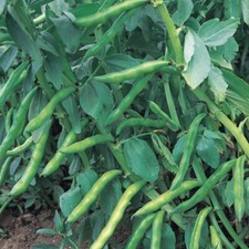 Broad Bean-Aquadulce Claudia - 45 High Quality (Individually checked) seeds