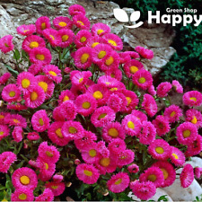 SHOWY FLEABANE DAISY PINK JEWEL 400 SEEDS  Erigeron speciosus - PERENNIAL FLOWER