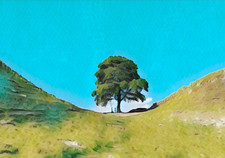 GREETING CARD - The Sycamore