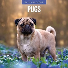 Pugs 2026 Square Wall Calendar