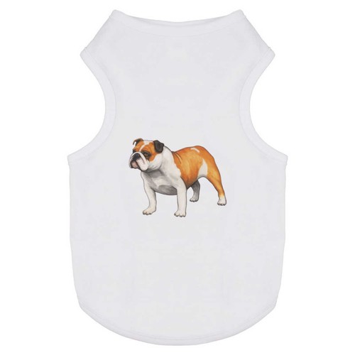 English bulldog pet dog - pet, /