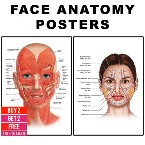 Face anatomy poster facial - face,