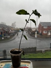 Premium Chestnut Tree Sapling