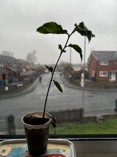 Premium chestnut tree - premium,