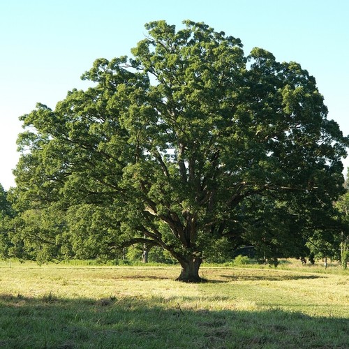 Oak saplings - 1-3,