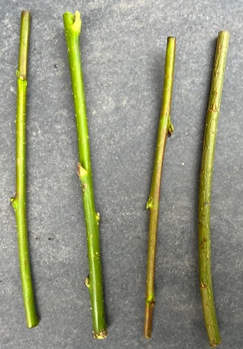 Willow cuttings approx - cuttings,