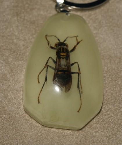 Real insect resin keyring - insect,