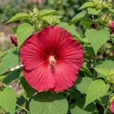Hardy Hibiscus Nippon Red