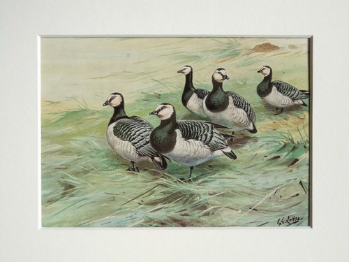 Barnacle goose bird - barnacle,