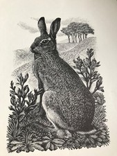 Reproduction of an original wood engraving by CF Tunnicliffe, ‘Brown Hare, 1949