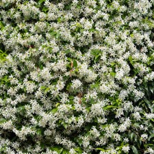 Climbing Plant, Star Jasmine