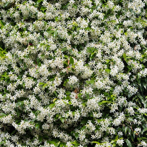 Climbing plant star jasmine - plant,,