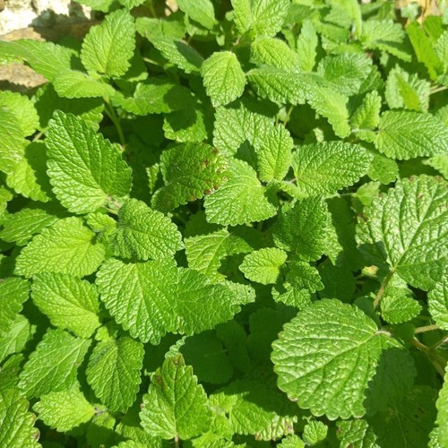 Lemon balm melissa - lemon,