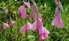 Dierama pulcherrimum  'Blackbird'-Angel's Fishing Rod 9cm pot small single corms