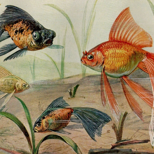 Fantail goldfish ornamental - goldfish, &