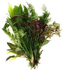 Live Aquarium Plants x 50