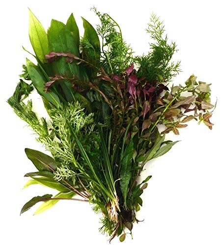 Live aquarium plants - aquarium, 50