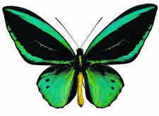 MAGNIFICENT BLUE ORNITHOPTERA