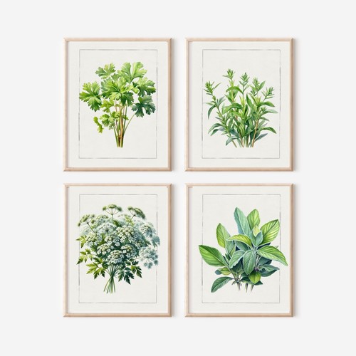 Set herbs cow parsley art - set, of