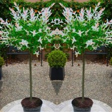 2 Salix Flamingo Tree Standard