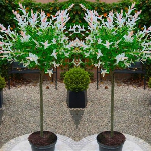 Salix flamingo tree standard - 2,