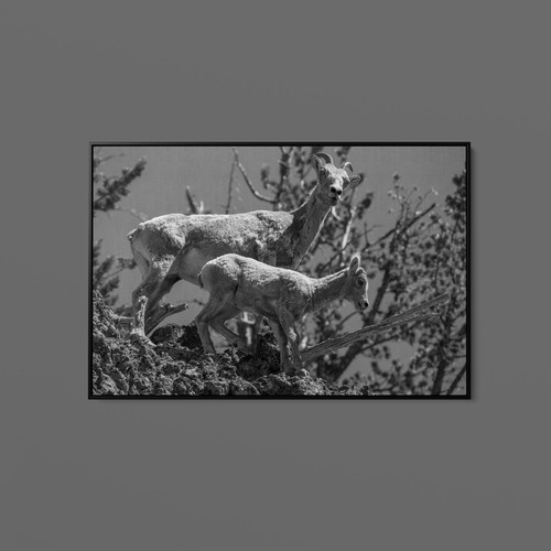 Neal herbert bighorn sheep - neal,