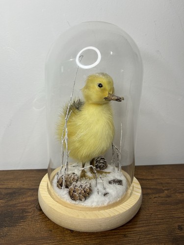Taxidermy yellow duckling a - yellow,