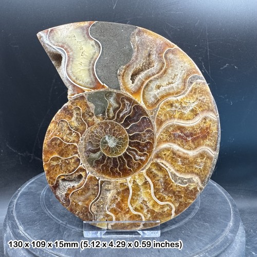 Fossil ammonite half - fossil,