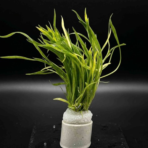 Lilaeopsis novae zelandiae - novae-zelandiae, x5