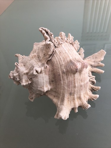 Large 22cm murex ramose - 22cm,
