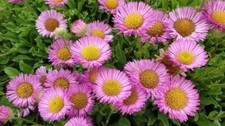 Erigeron (Flea Bane) 'Pink Jewel' 0.1g approx. 260 seeds.