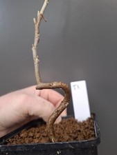 T1 wisteria Bonsai Tree