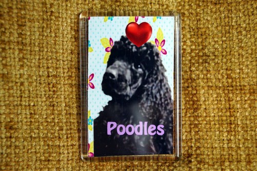 Poodle dog fridge magnet - dog,