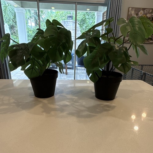 Swiss cheese plant monstera - swiss,