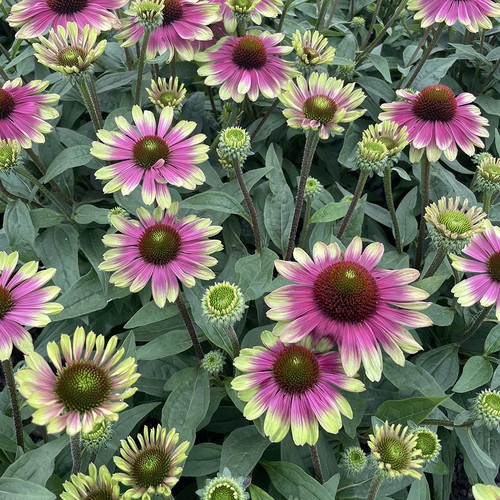 Echinacea sweet sandia - echinacea,