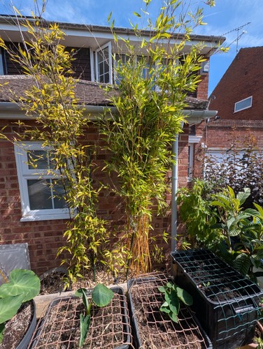 Black bamboo phyllostachys - black, bamboo,phyllostachys